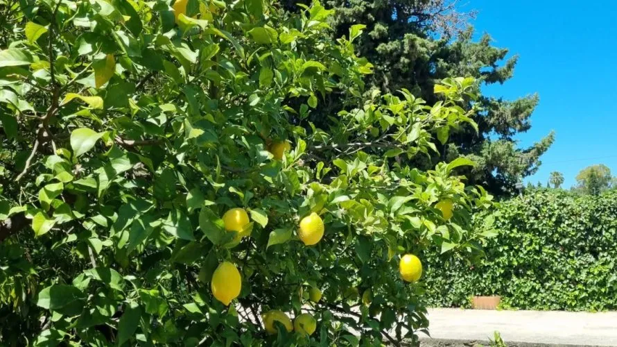 Сasa de 3 dormitorios en Cortes (San Pedro De Alcantara), Spain No. 31057 № 1