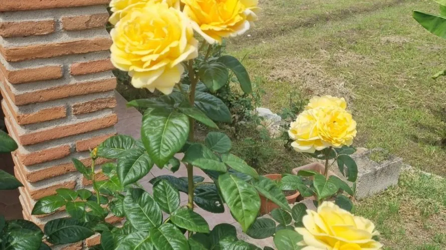 Сasa de 3 dormitorios en Cortes (San Pedro De Alcantara), Spain No. 31057 № 5