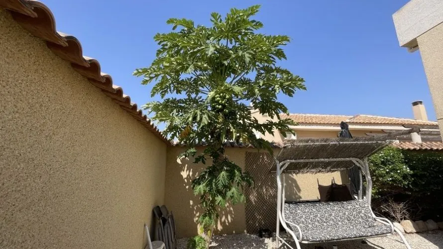 Villa de 163m² à Algorfa, Spain No. 31237 № 8