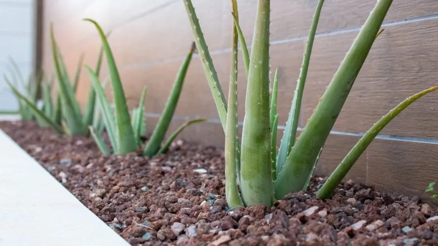 Villa de 3 chambres à Los Montesinos, Spain No. 30795 № 17