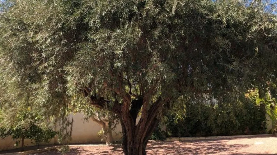 Villa de 236m² à Rojales, Espagne No. 32315 № 21