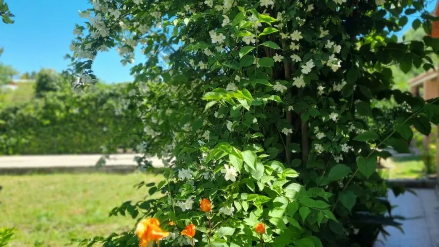 Дом с 3 спальнями в  Кортес (Сан-Педро-Де-Алькантара), Испания №31057 № 9