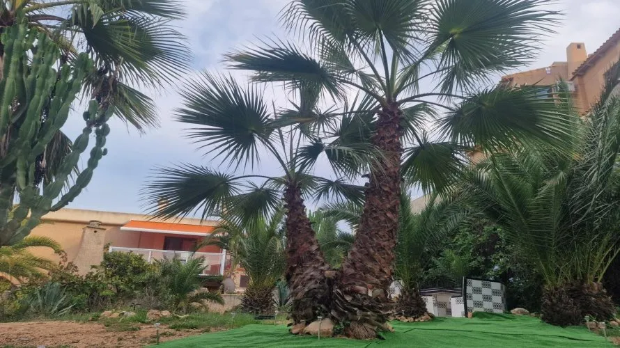 bungalow for sale , La Mata, Spain No. 31204 № 19