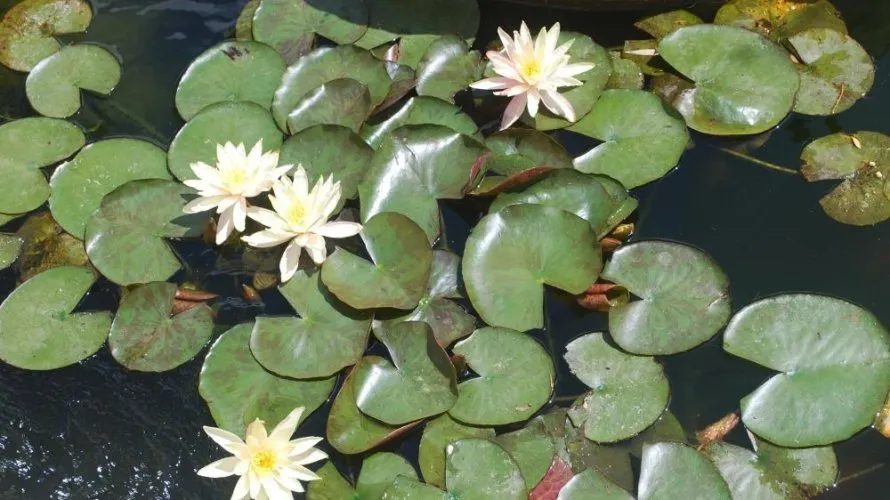 3 bedrooms villa for sale , Maryvilla, Spain No. 31220 № 28