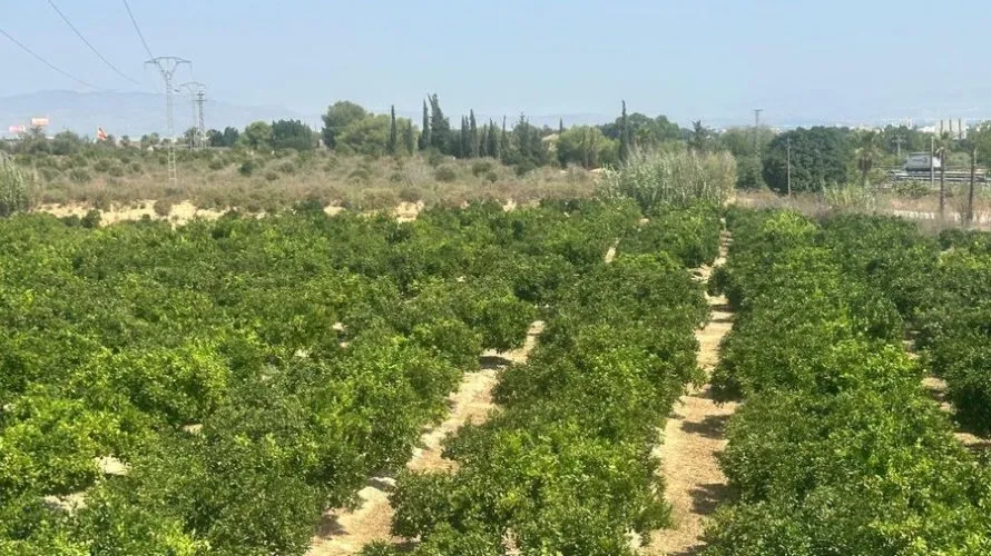 Villa for sale, Algorfa, Spain No. 32550